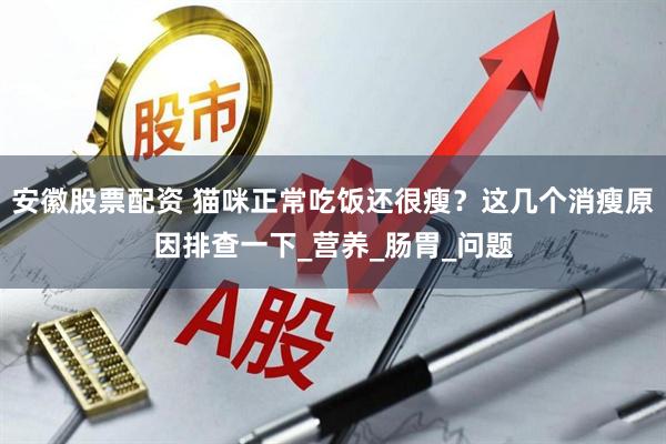 安徽股票配资 猫咪正常吃饭还很瘦？这几个消瘦原因排查一下_营养_肠胃_问题