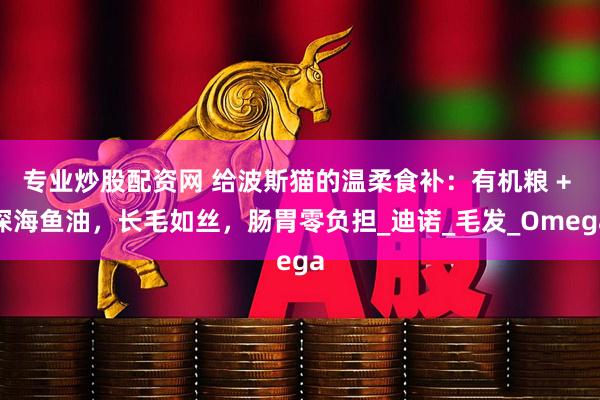专业炒股配资网 给波斯猫的温柔食补：有机粮 + 深海鱼油，长毛如丝，肠胃零负担_迪诺_毛发_Omega
