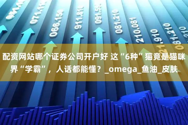 配资网站哪个证券公司开户好 这“6种”猫竟是猫咪界“学霸”，人话都能懂？_omega_鱼油_皮肤